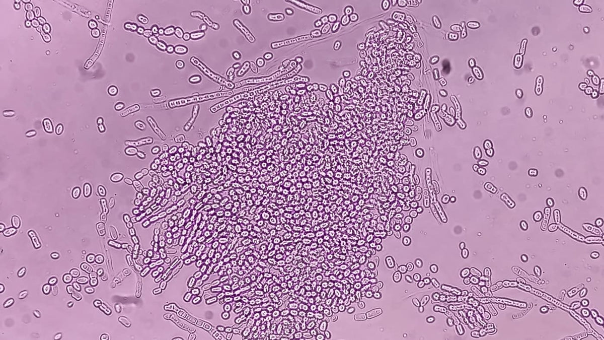 ScalpRoot Is A Hybrid of Gut Science and Scalp Care